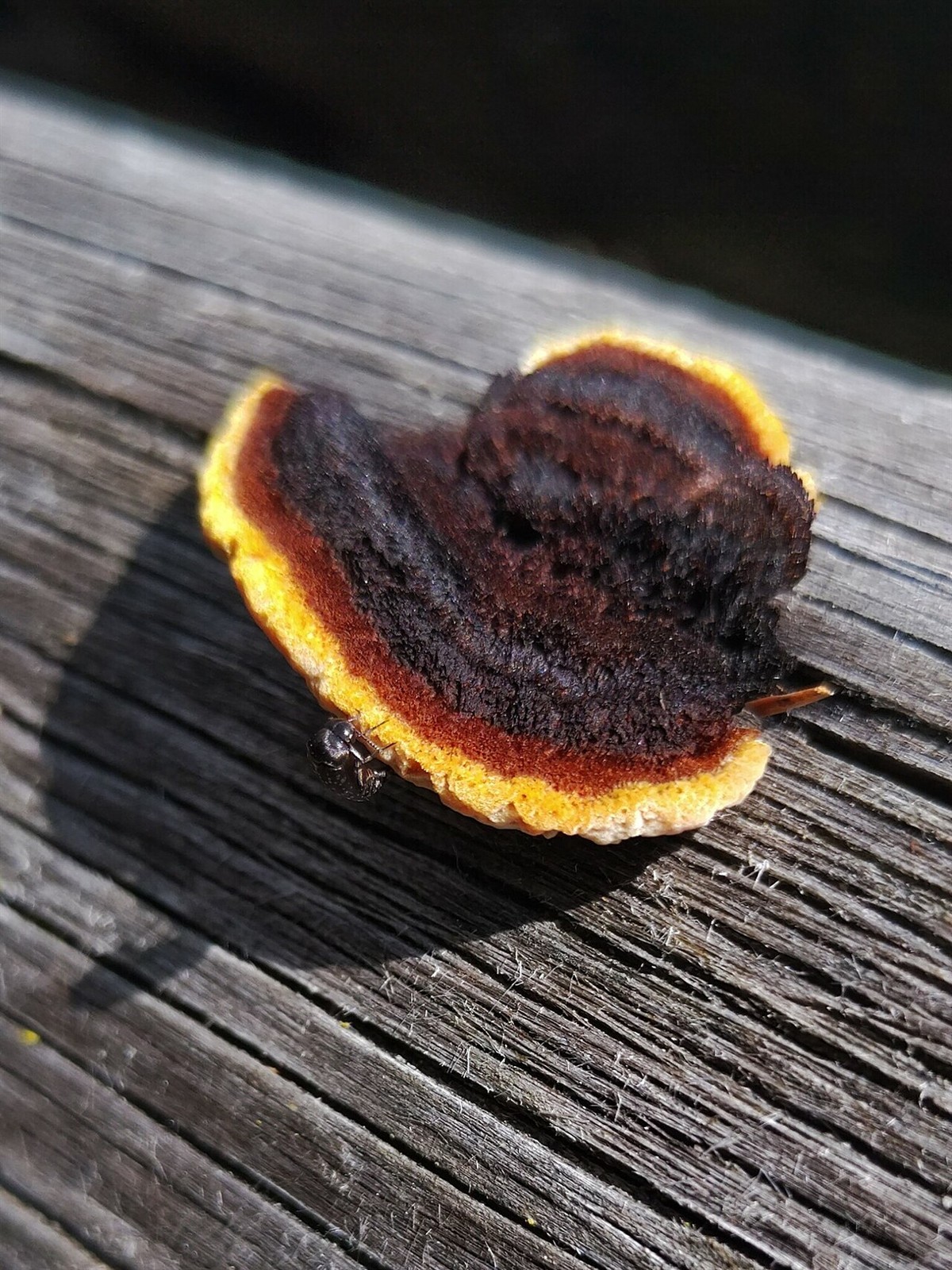 Sivorjava tramovka – Gloeophyllum sepiarium