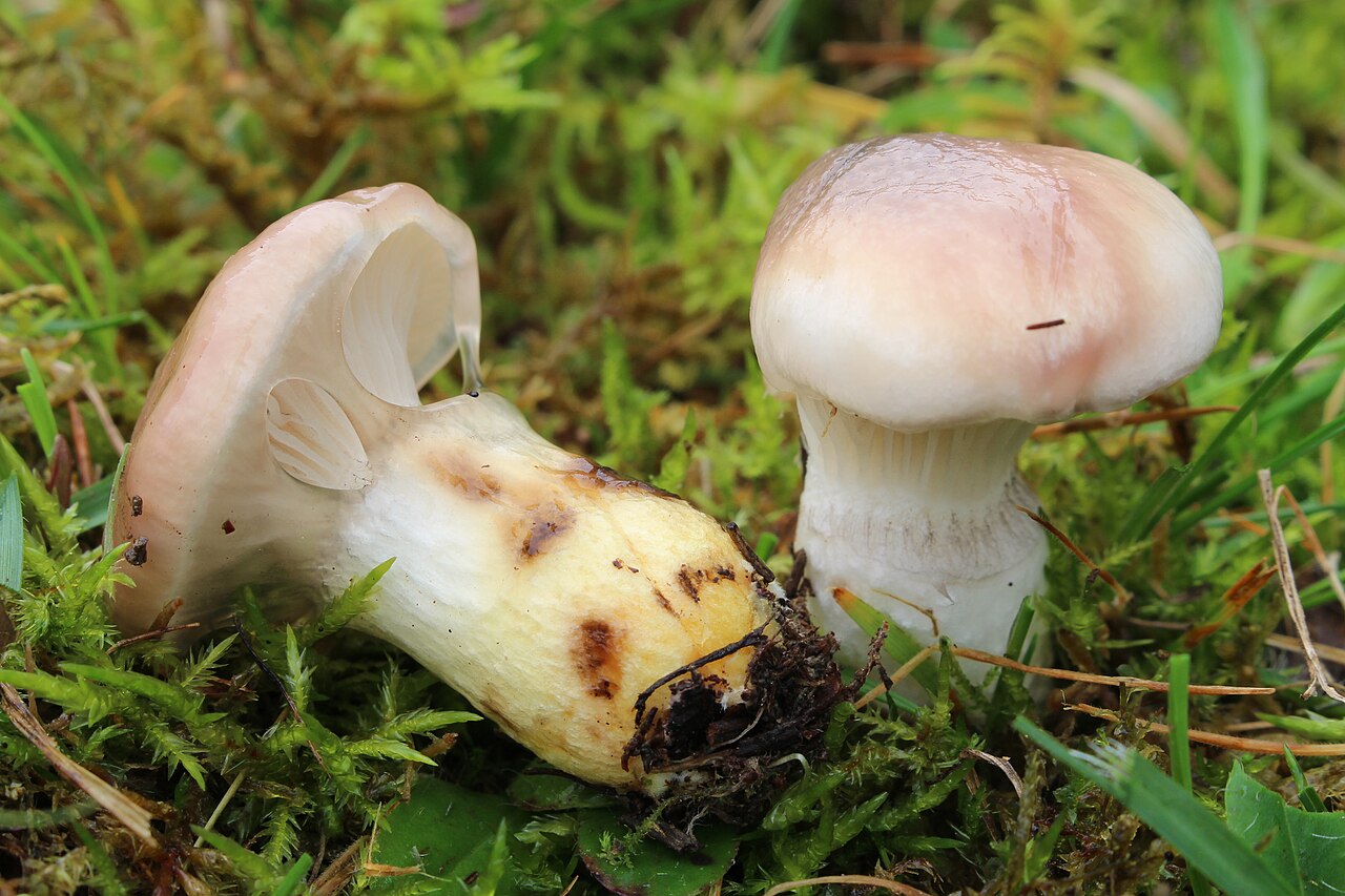 Kuhmaul – Gomphidius glutinosus