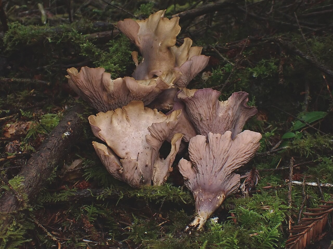 Schweinsohr – Gomphus clavatus