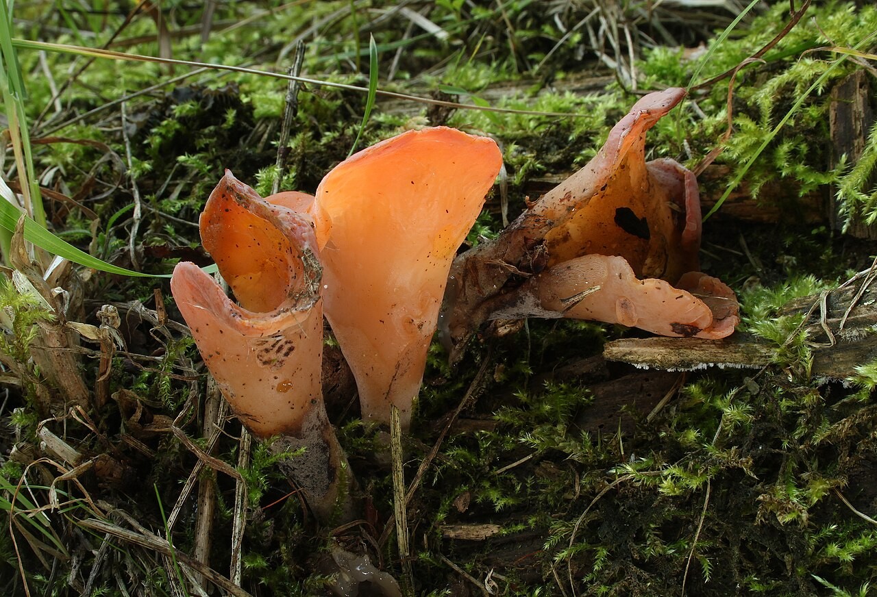 Uhati drhtavec – Guepinia helvelloides