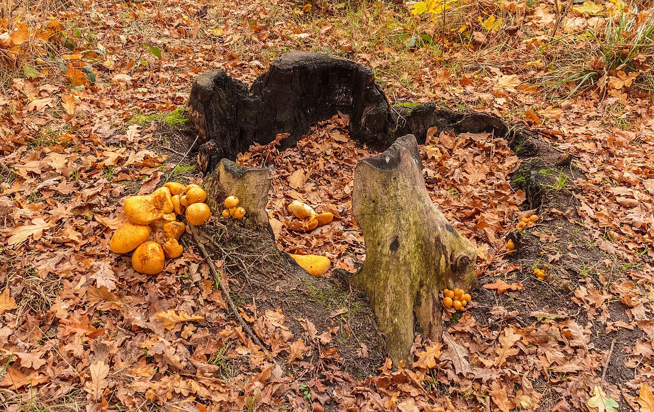 Beringter Flämmling – Gymnopilus junonius