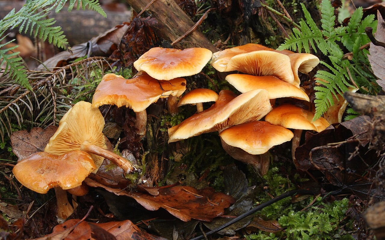 Common rustgill – Gymnopilus penetrans