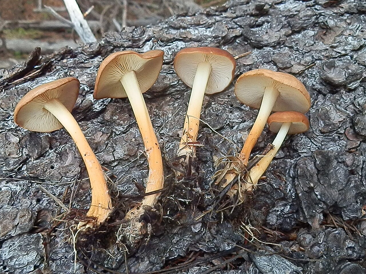 Waldfreund-Rübling – Gymnopus dryophilus