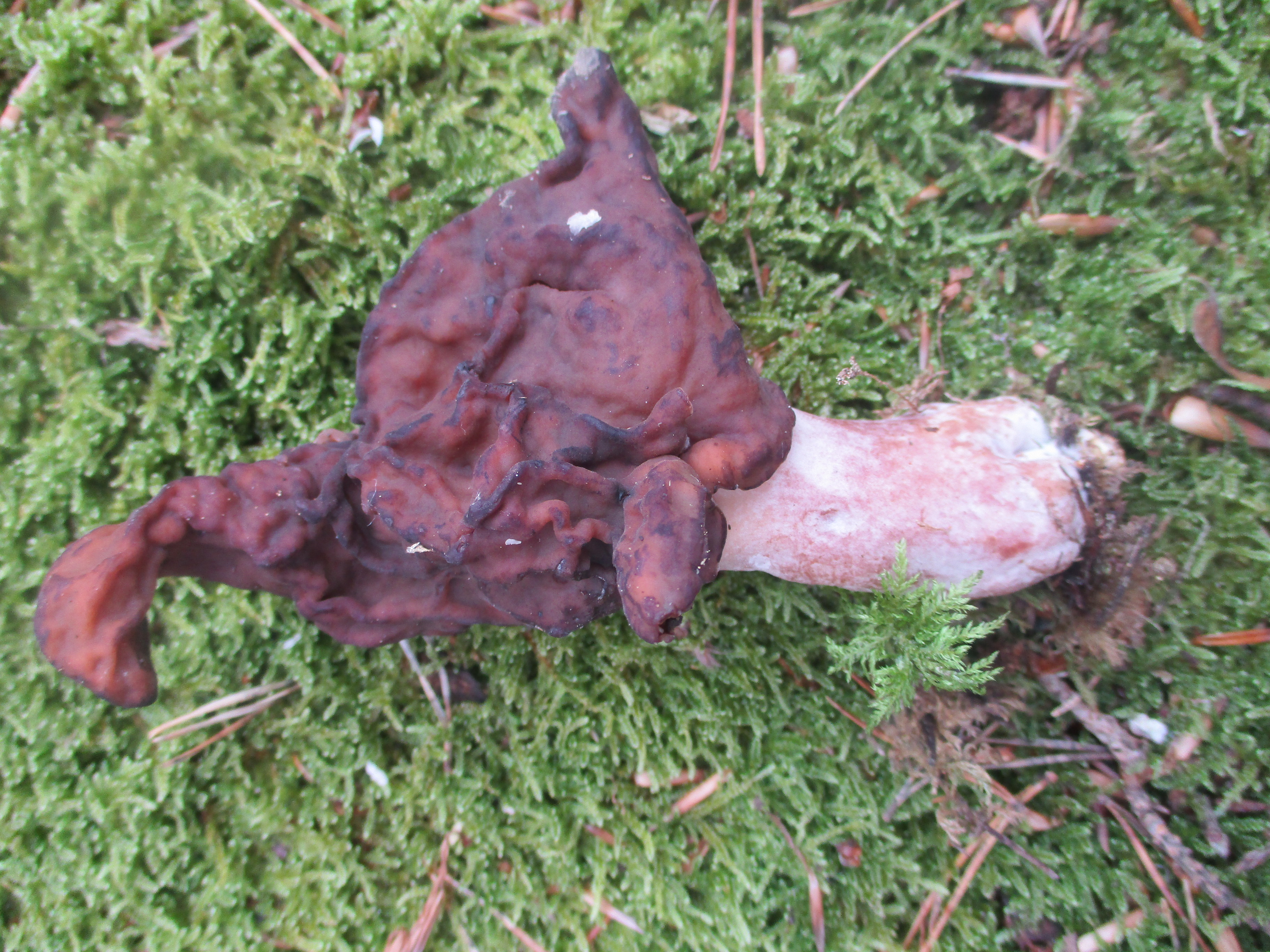 Bischofsmütze – Gyromitra infula