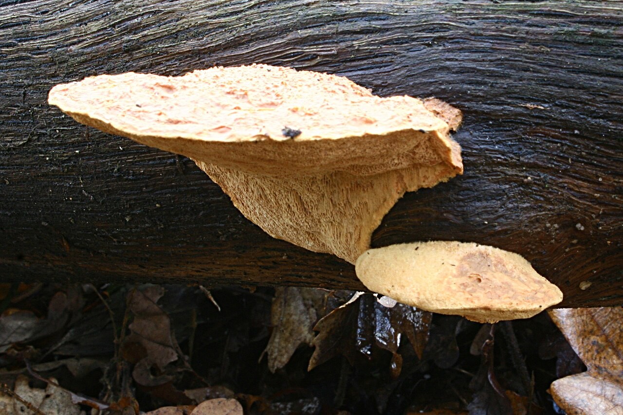 Cinnamon bracket – Hapalopilus rutilans