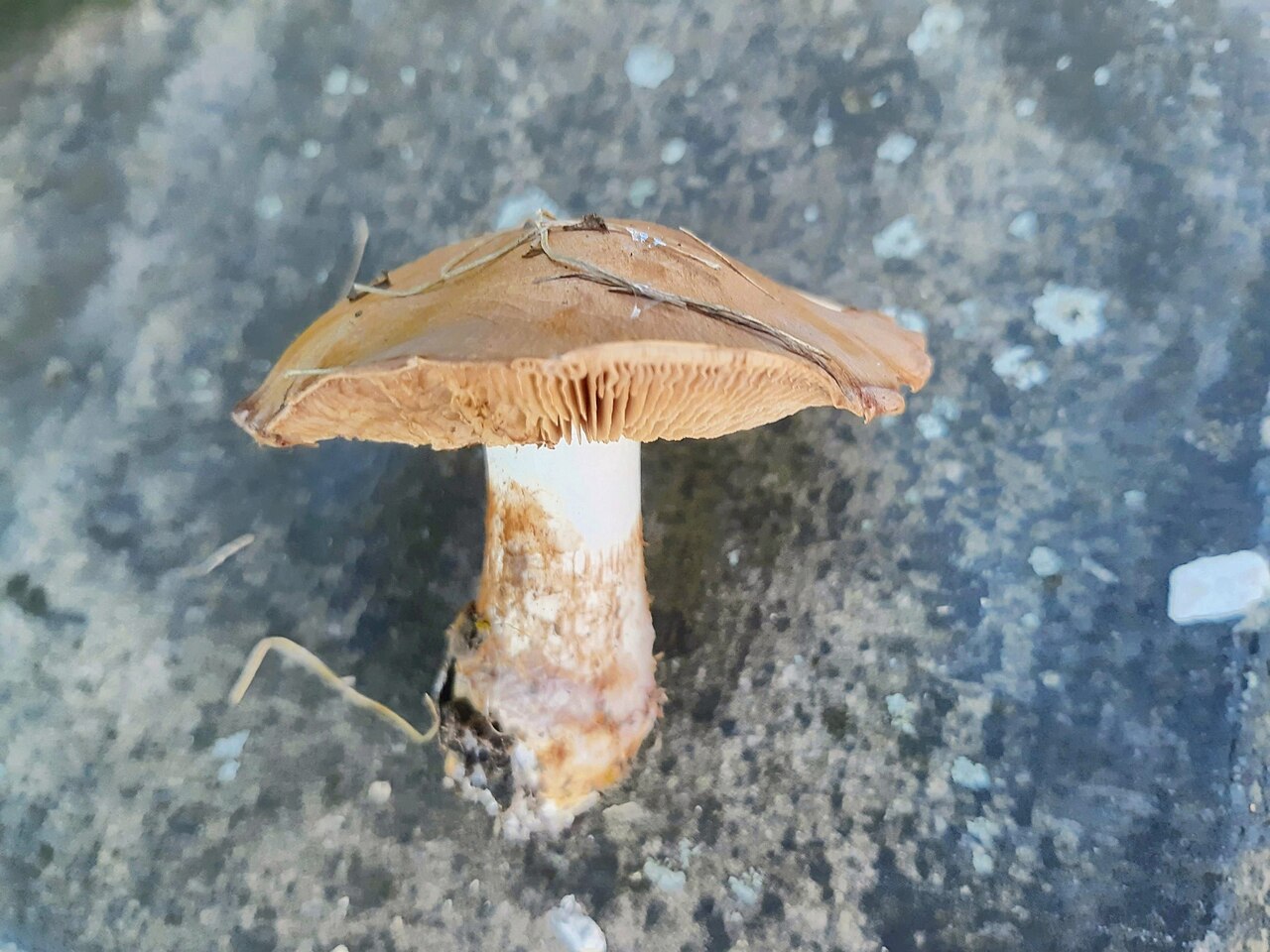 Tonblasser Fälbling