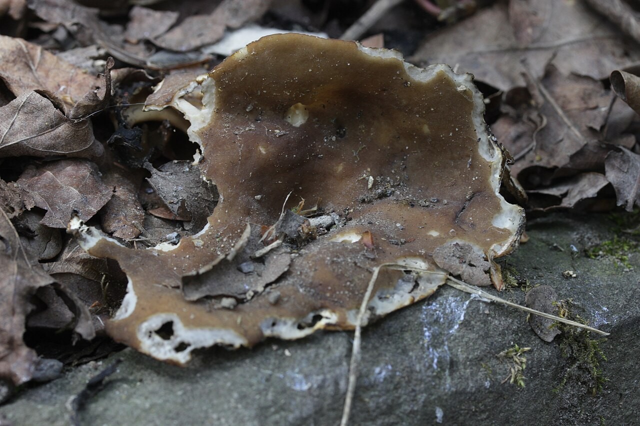 Vinegar cup – Helvella acetabulum