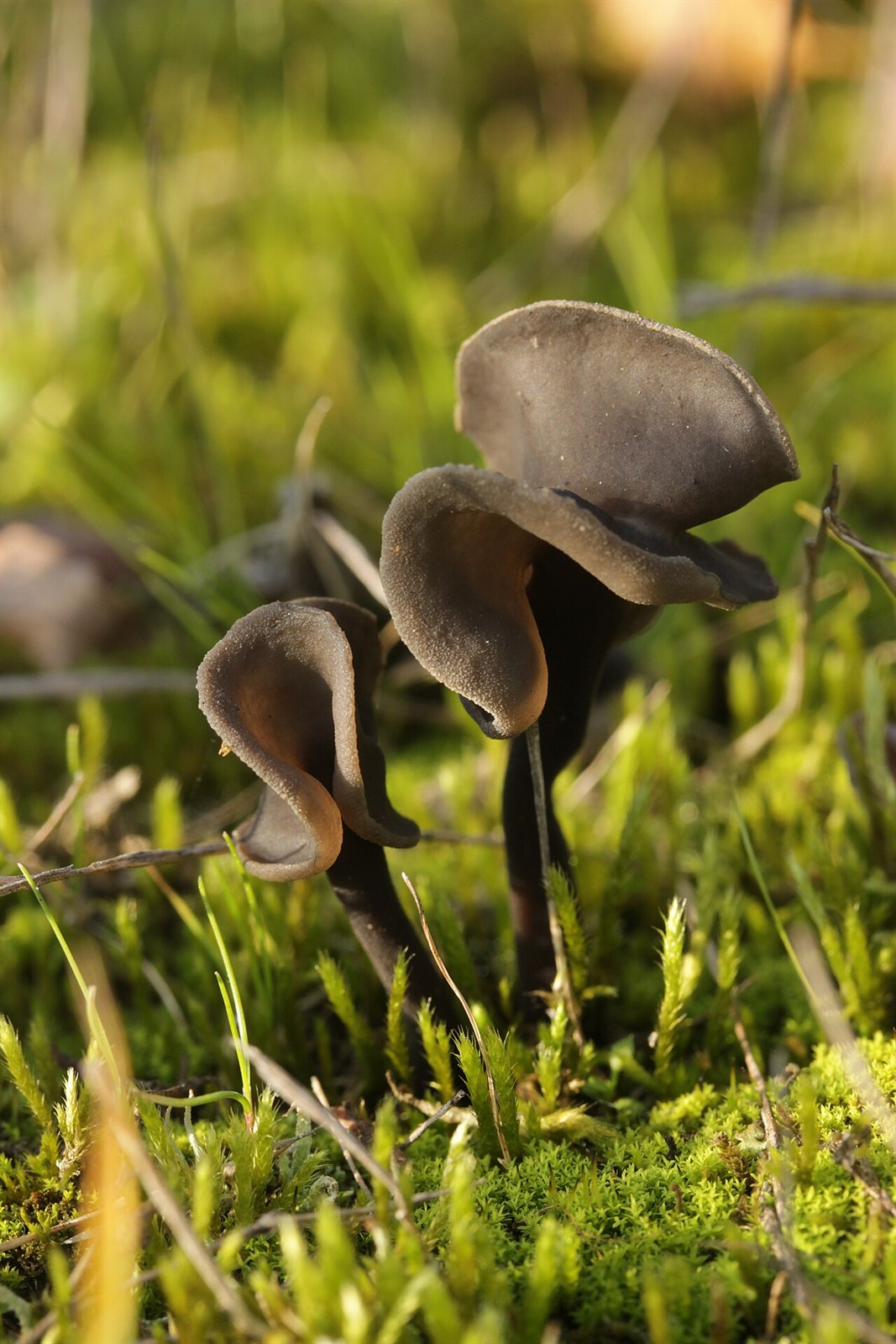 Schwarze Lorchel – Helvella atra
