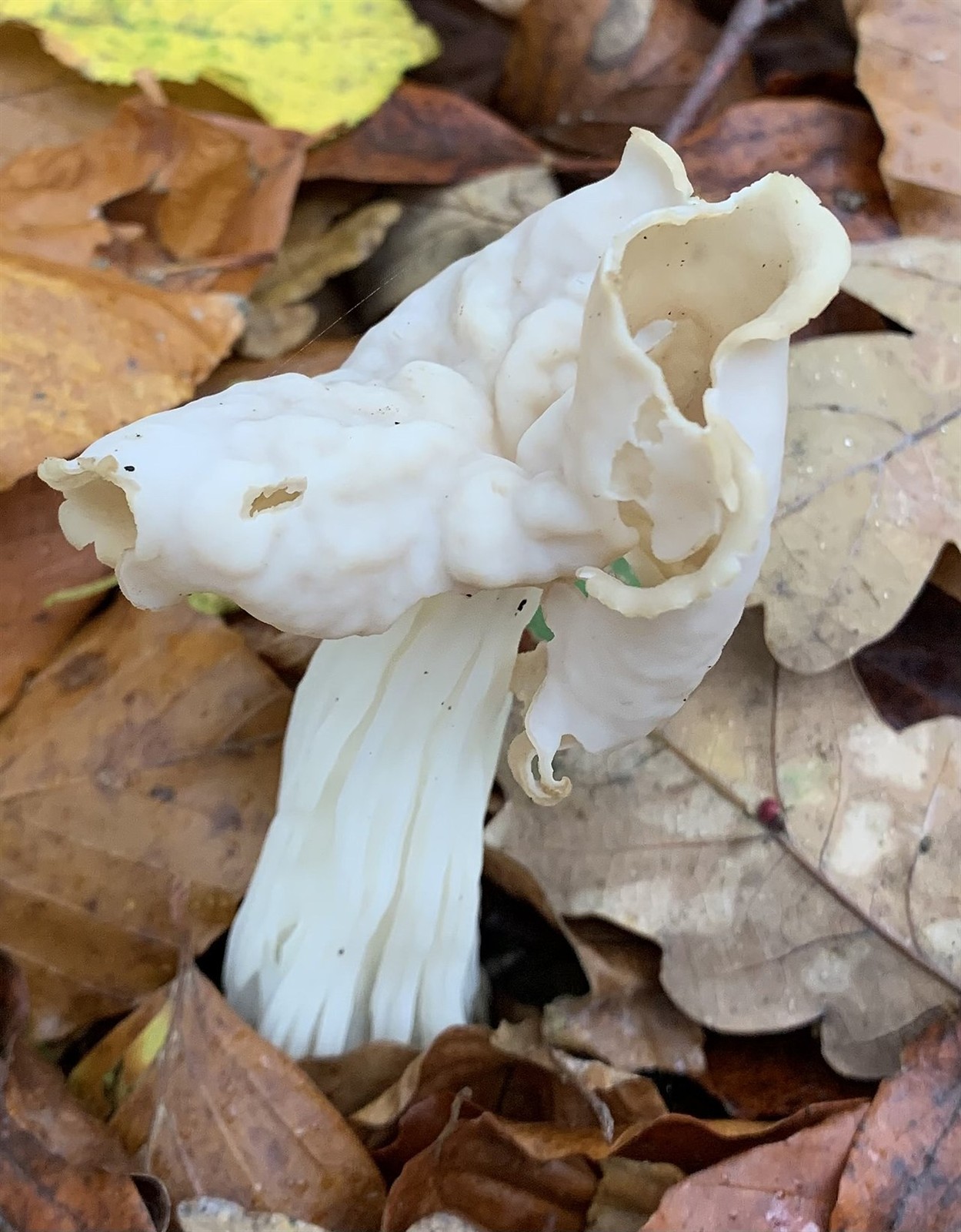 Herbst-Lorchel – Helvella crispa