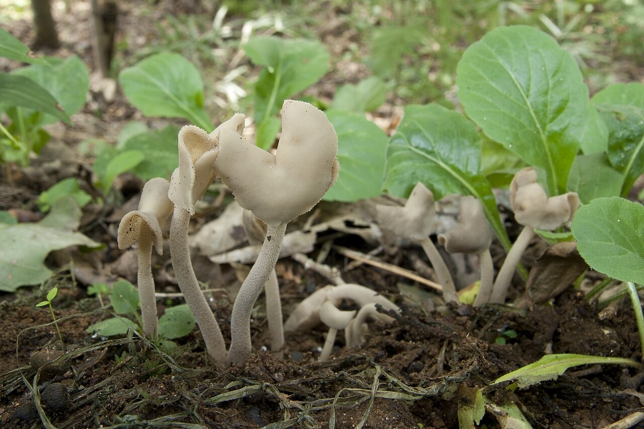 Elastische Lorchel – Helvella elastica