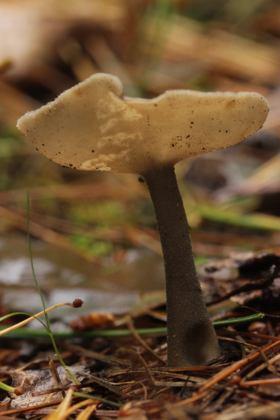 Visoki režnjak – Helvella macropus