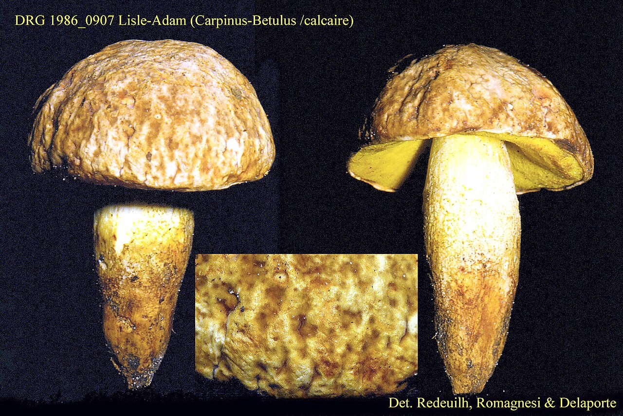 Jamičasti vrganj – Hemileccinum depilatum