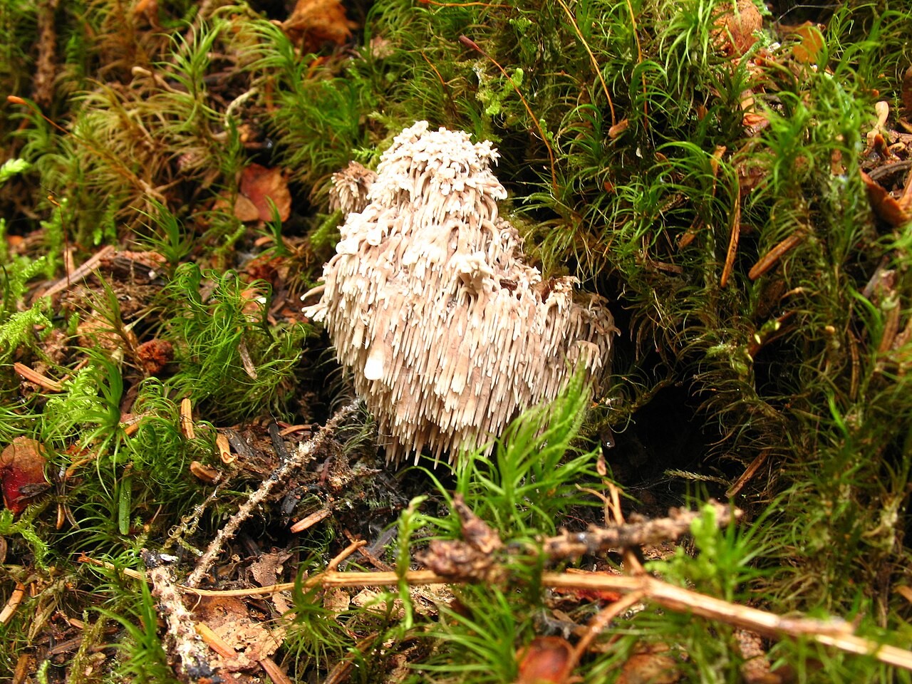 Dorniger Stachelbart – Hericium cirrhatum