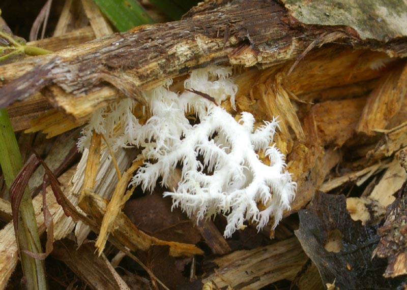 Ästiger Stachelbart – Hericium coralloides