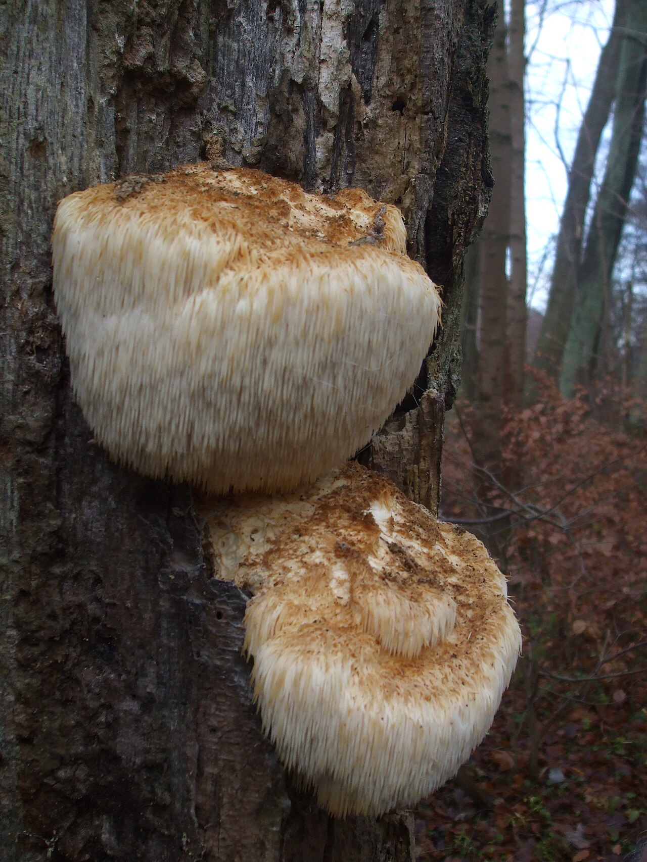 Igel-Stachelbart – Hericium erinaceus
