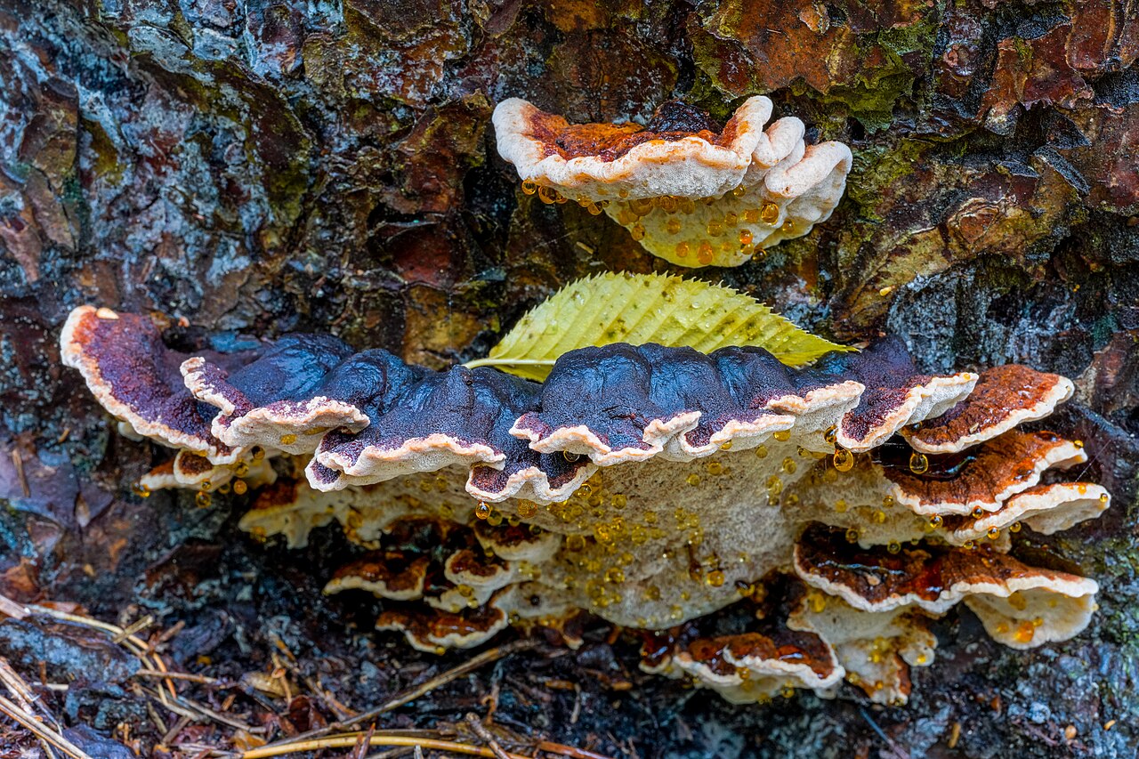 Stara rupičarka – Heterobasidion annosum