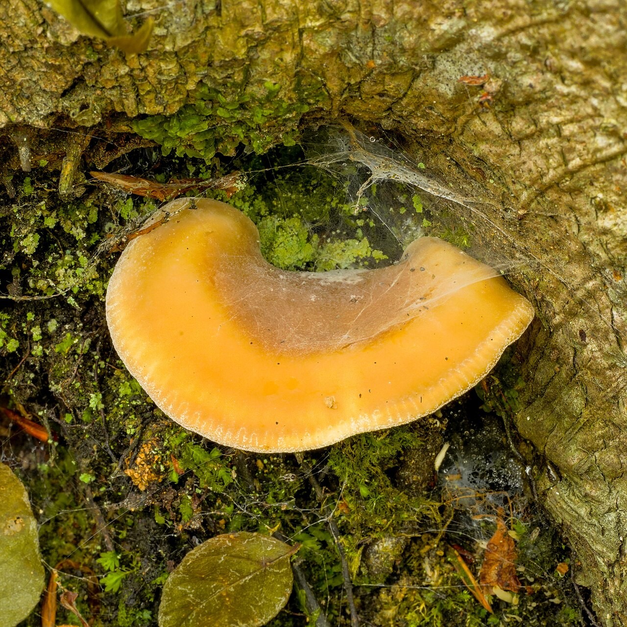 Razprti ostrigovec – Hohenbuehelia petaloides