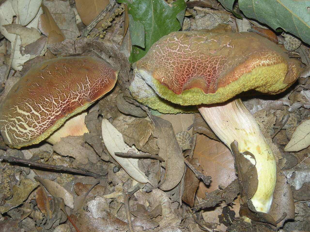 Rdeči polstenec – Hortiboletus rubellus