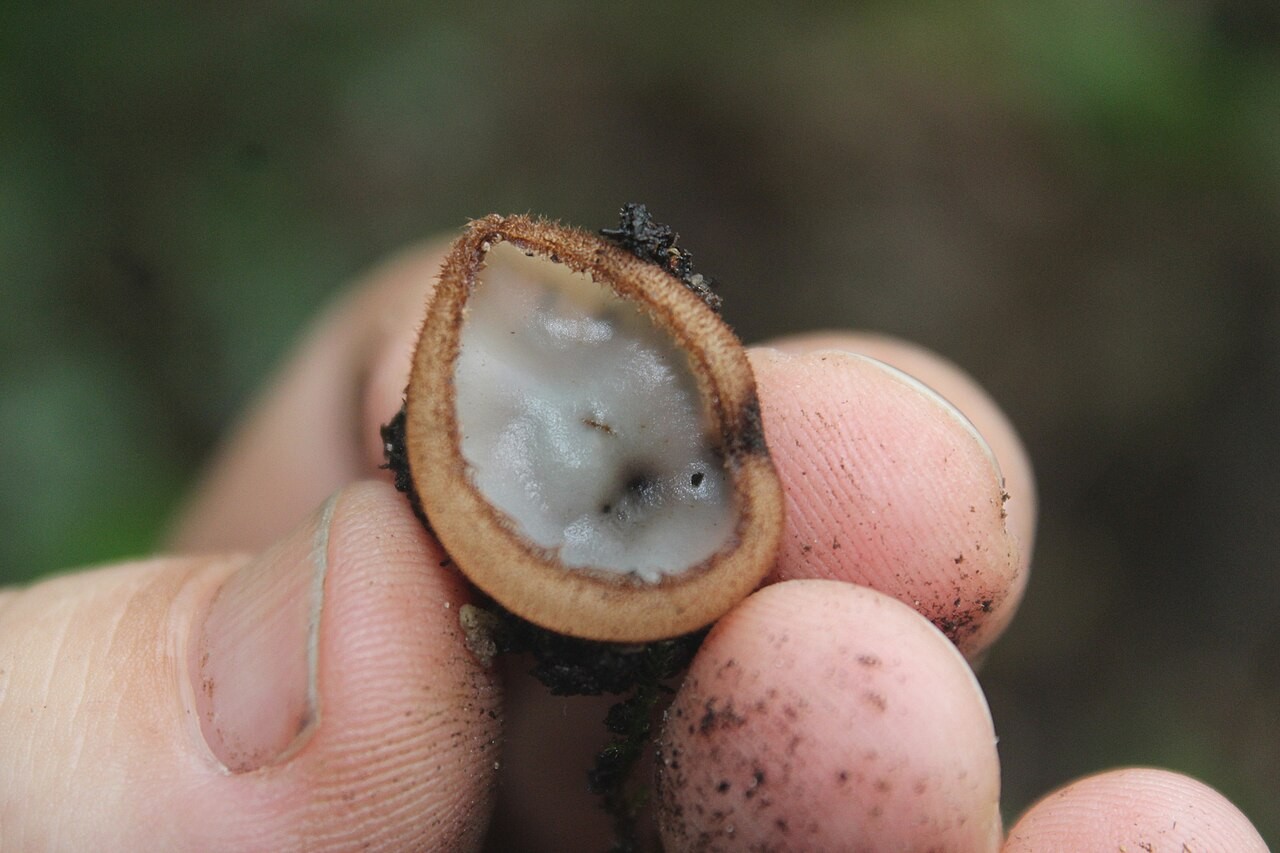 Glazed cup – Humaria hemisphaerica