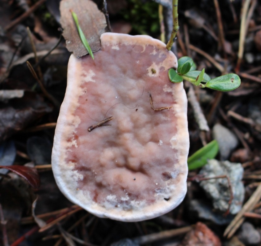 Peckova ježevka – Hydnellum peckii
