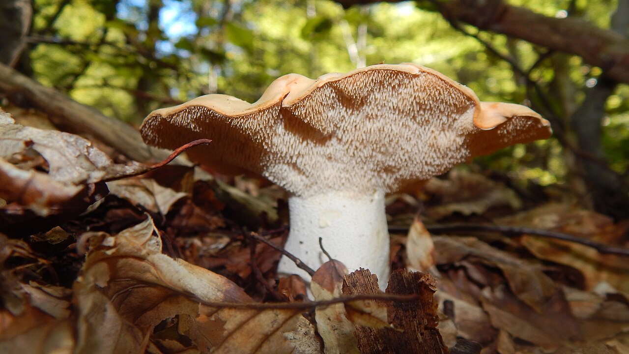 Prosenjak – Hydnum repandum