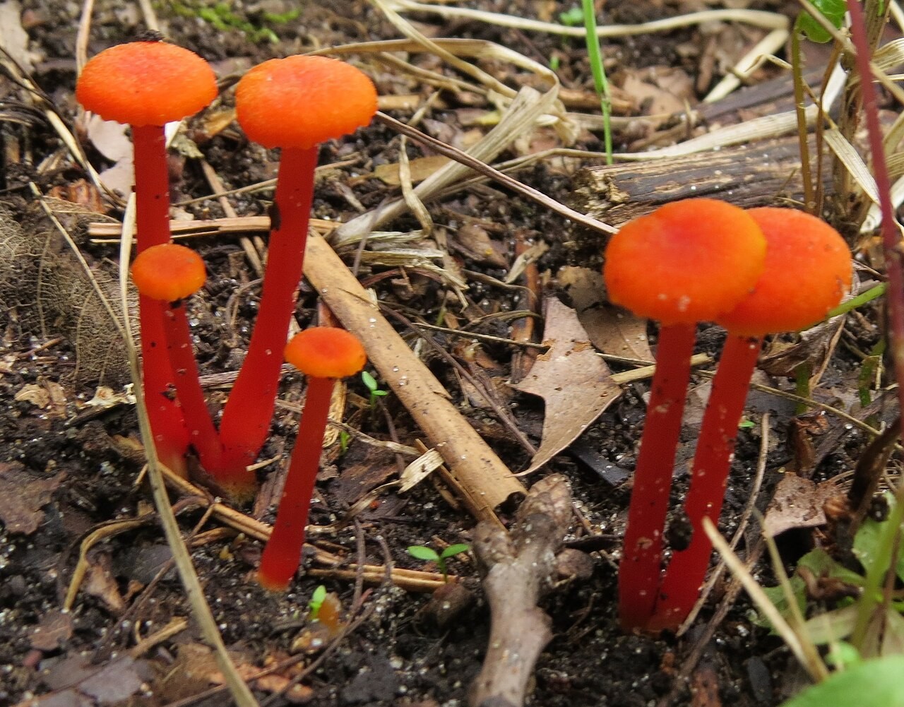 Pfifferlings-Saftling – Hygrocybe cantharellus