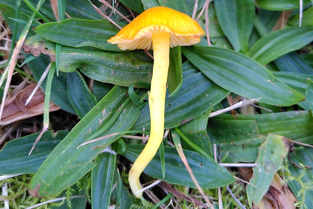 Zerbrechlicher Saftling – Hygrocybe ceracea