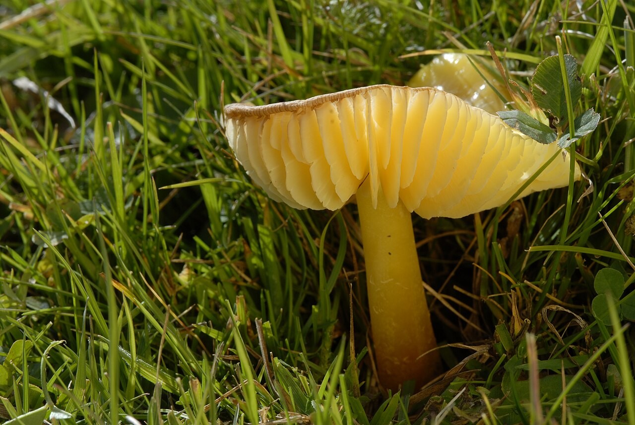 Stumpfer Saftling – Hygrocybe chlorophana