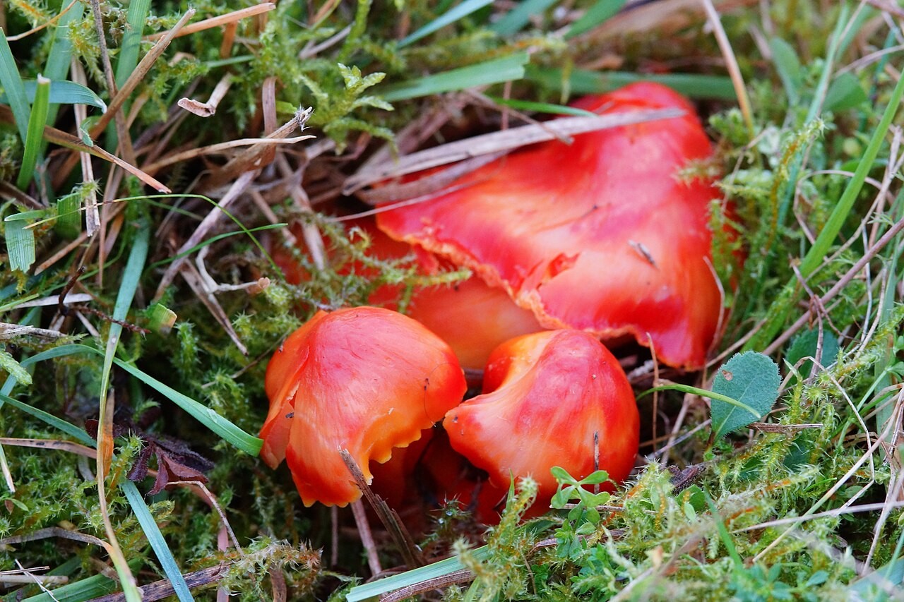 Kirschroter Saftling – Hygrocybe coccinea