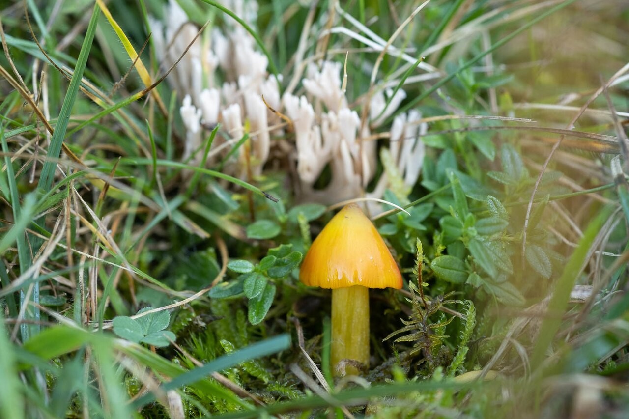 Kegeliger Saftling – Hygrocybe conica