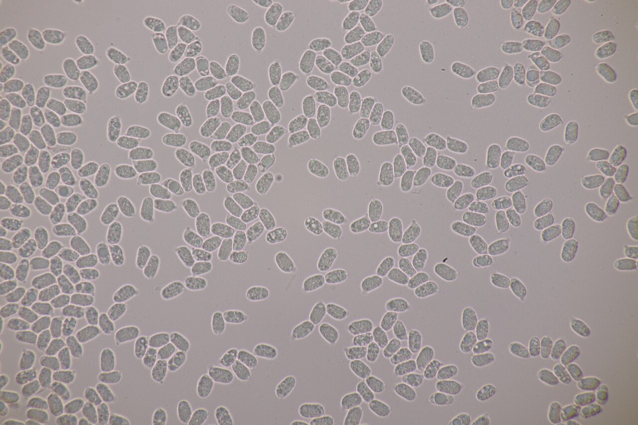Schleimstiel-Saftling – Hygrocybe glutinipes