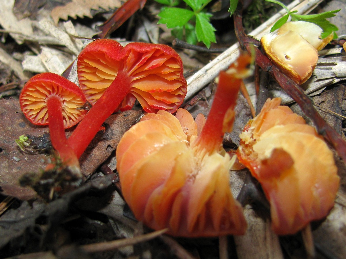 Knoblauch-Saftling – Hygrocybe helobia