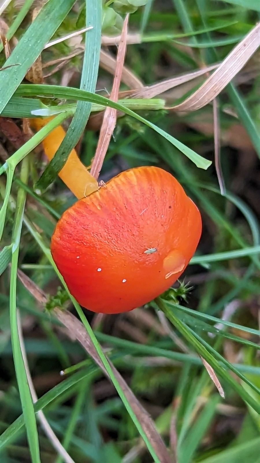 Spangle waxcap – Hygrocybe insipida