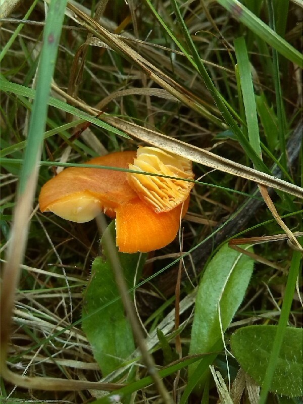 Mennigroter Saftling – Hygrocybe miniata