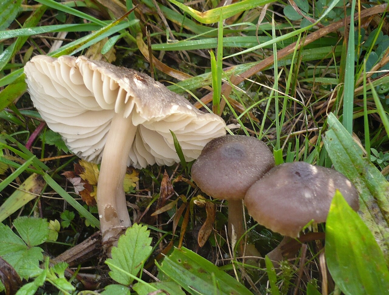 Nitrat-Saftling – Hygrocybe nitrata