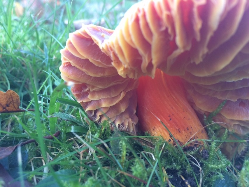 Größter Saftling – Hygrocybe punicea