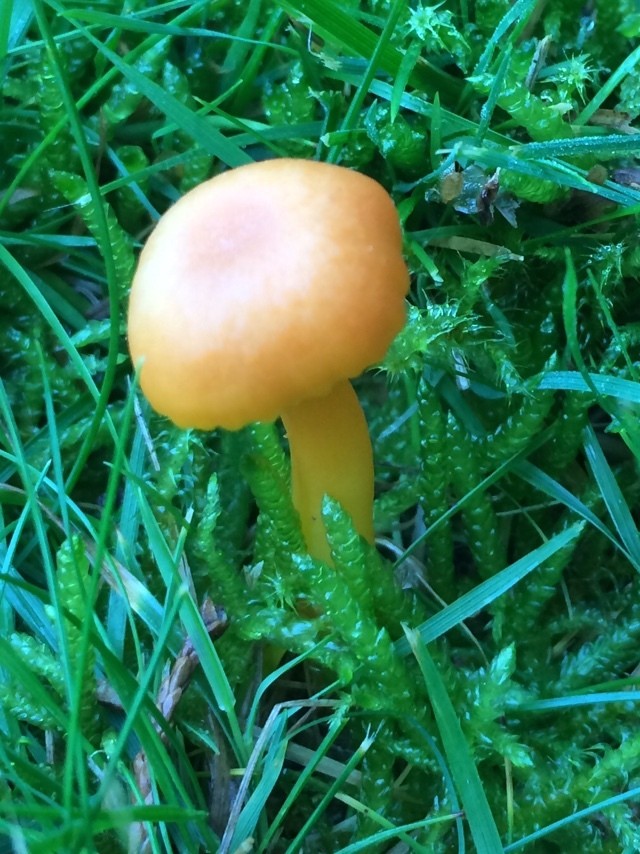 Honig-Saftling – Hygrocybe reidii