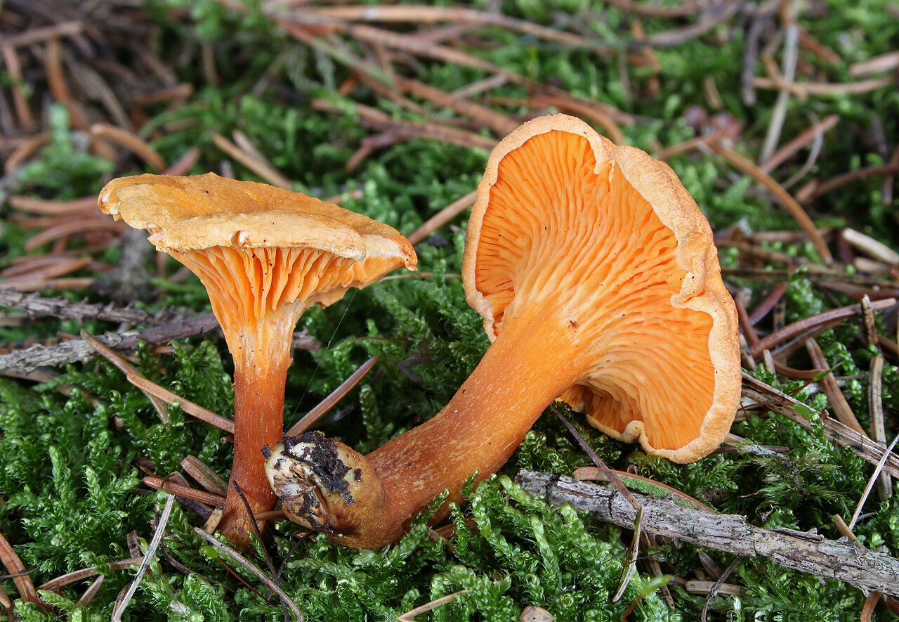 Falscher Pfifferling