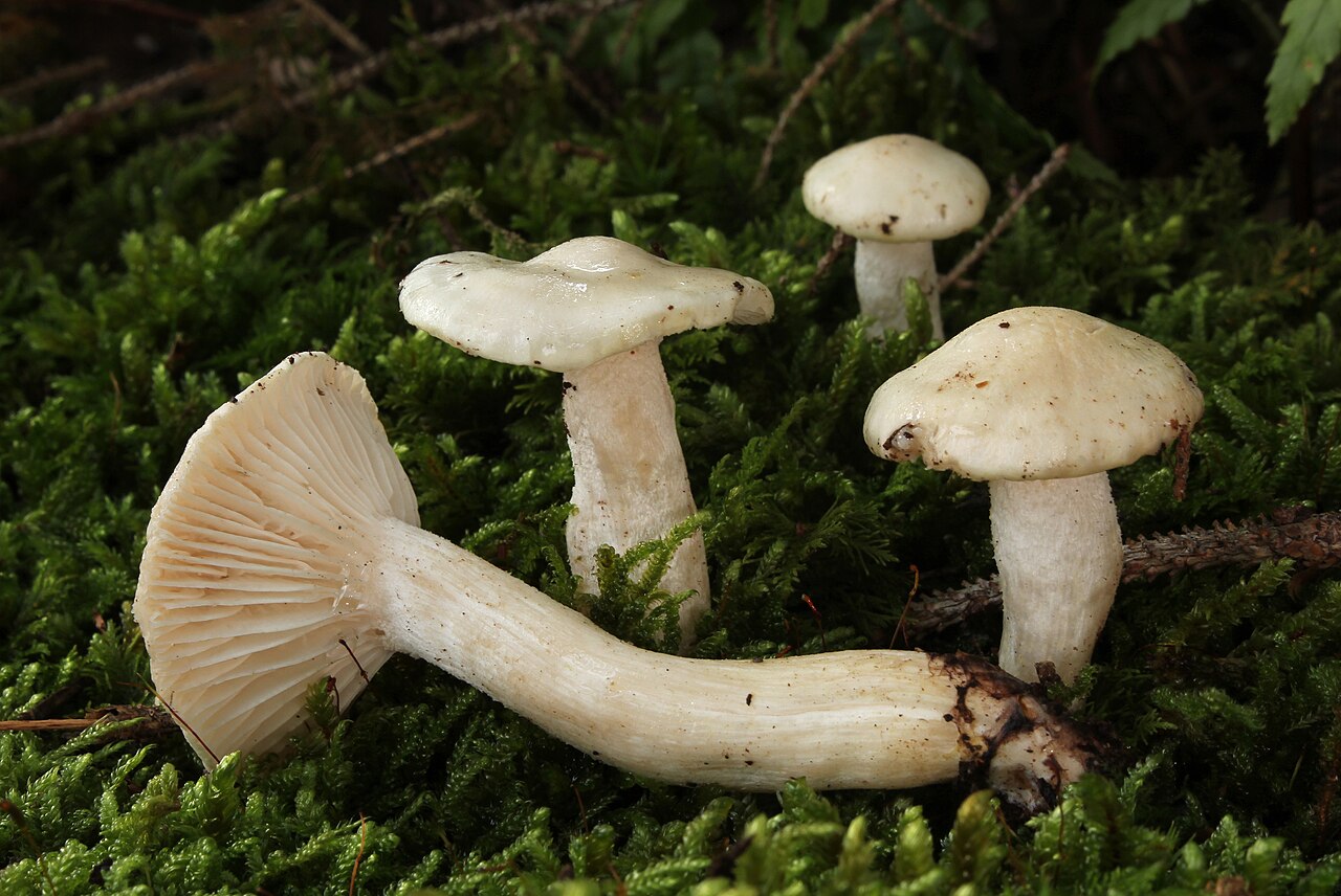 Dišeča polževka – Hygrophorus agathosmus