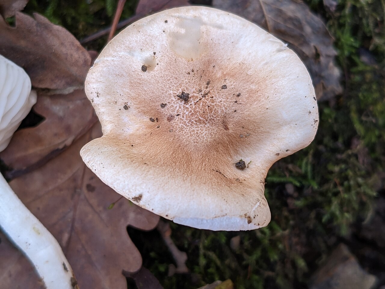 Gebüsch-Schneckling – Hygrophorus arbustivus