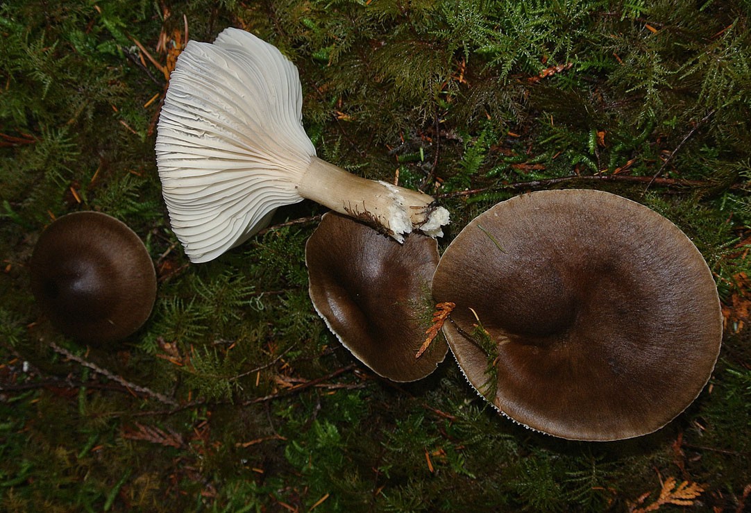 Rußbrauner Schneckling – Hygrophorus camarophyllus