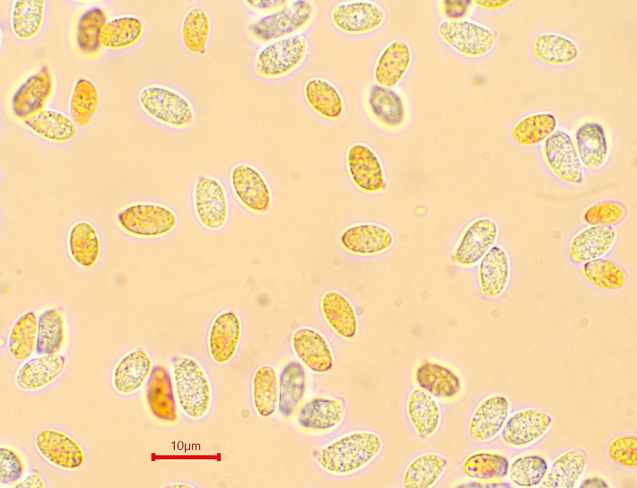 Goldzahn-Schneckling – Hygrophorus chrysodon