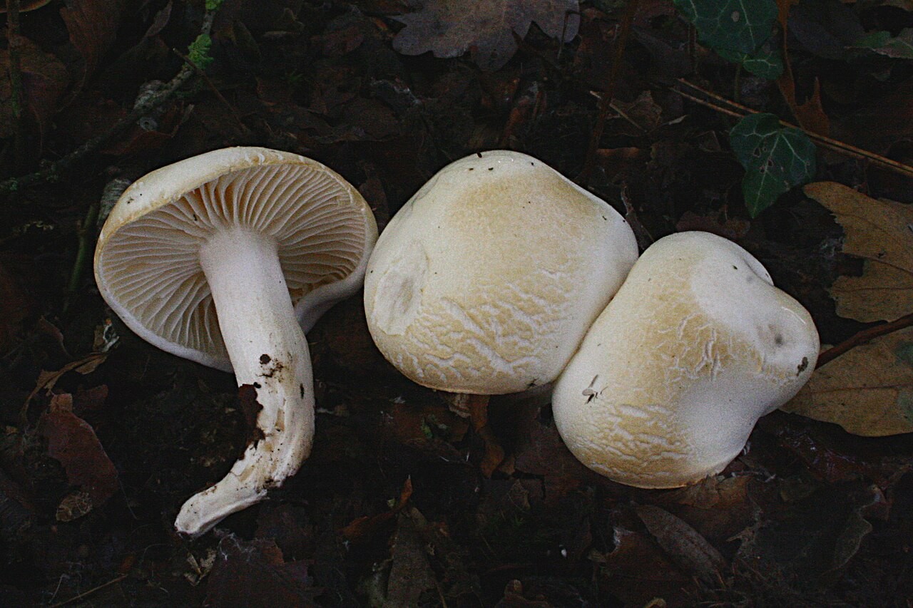 Rumeneča polževka – Hygrophorus discoxanthus