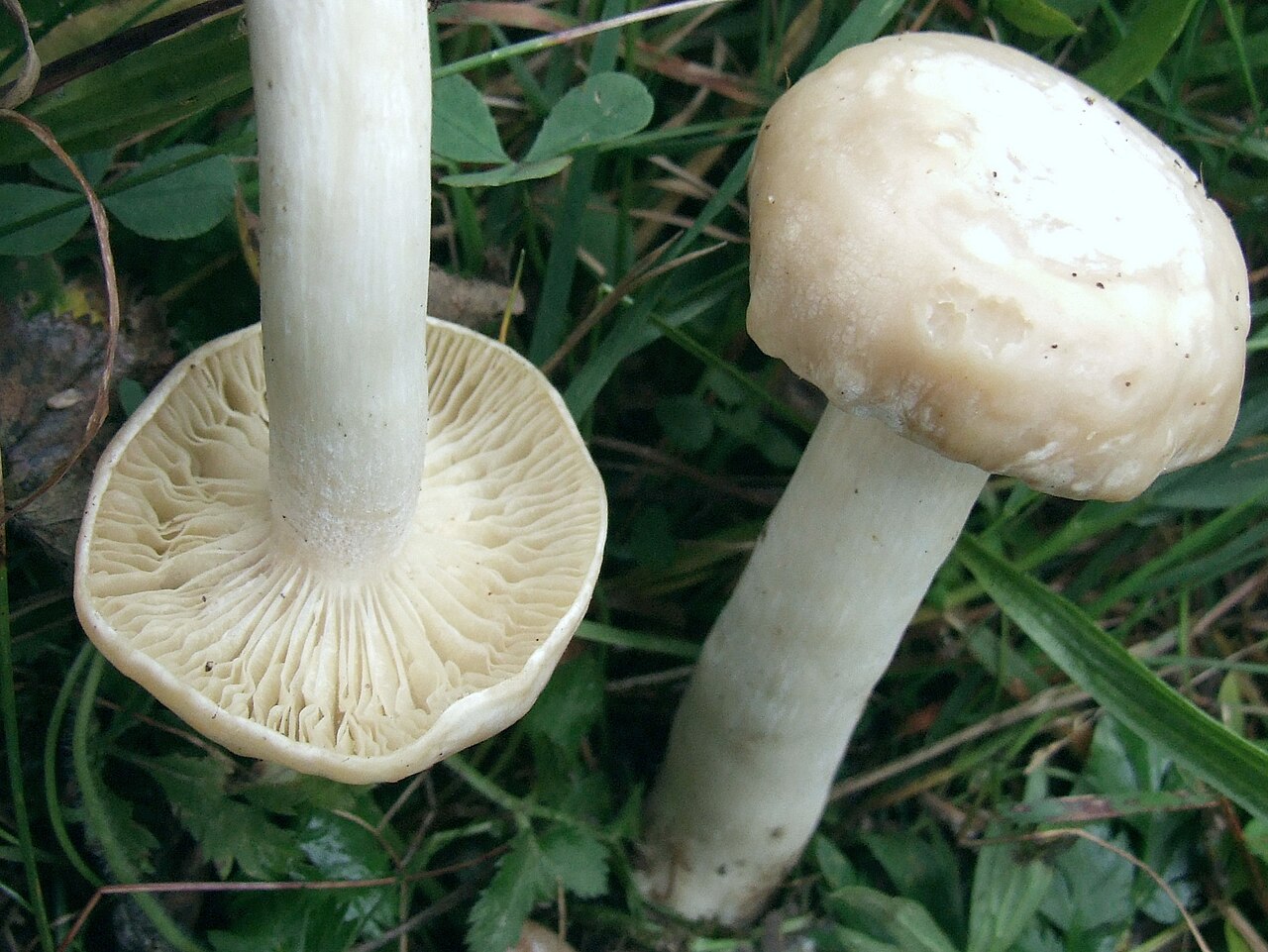 Slonokoščena polževka – Hygrophorus eburneus