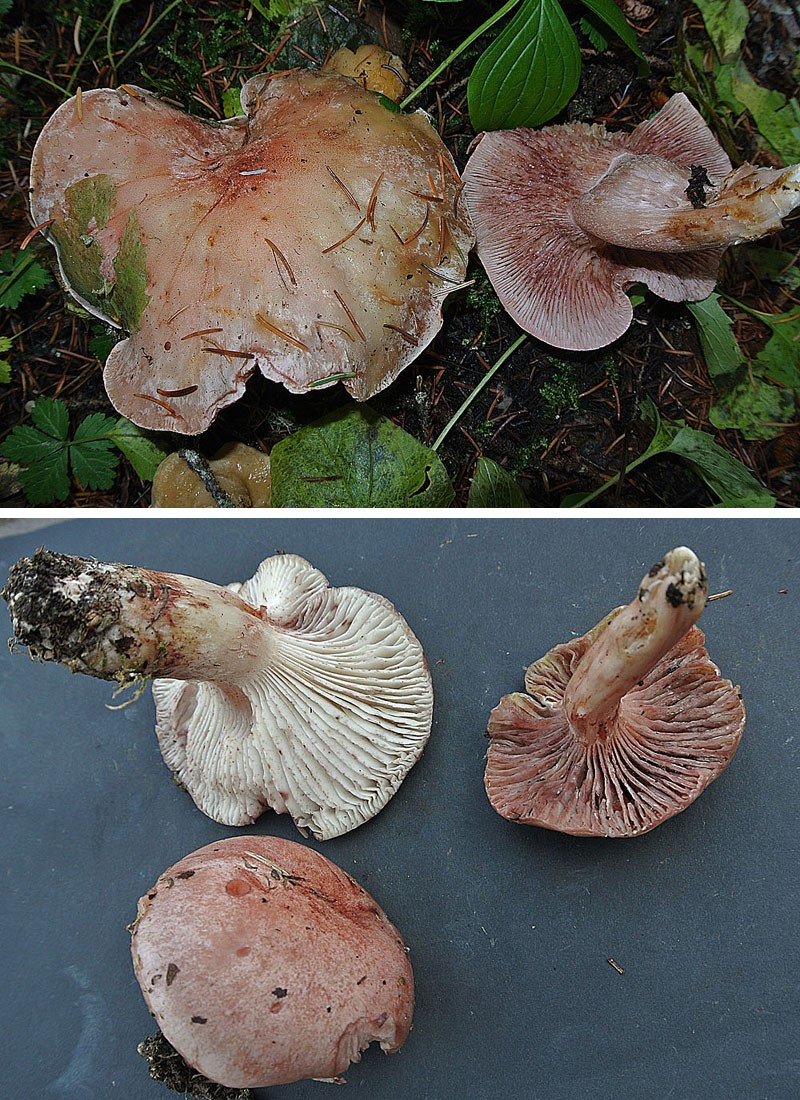 Rötender Schneckling – Hygrophorus erubescens