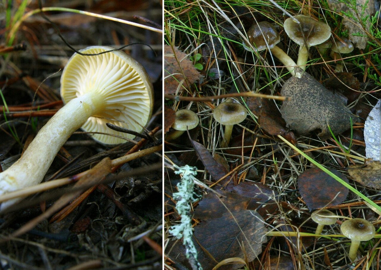 Frost-Schneckling – Hygrophorus hypothejus