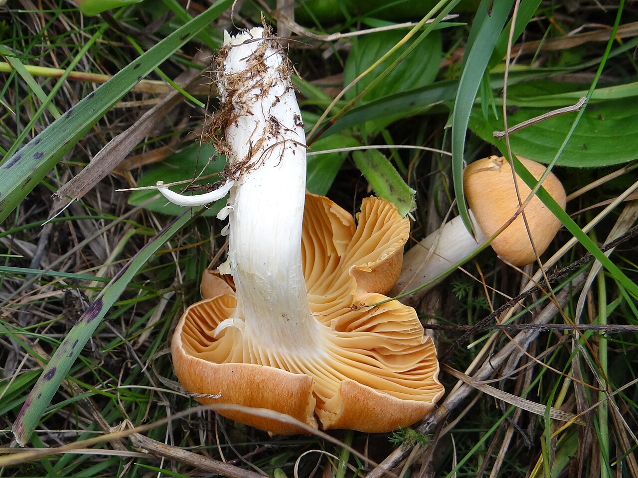 Wald-Schneckling – Hygrophorus nemoreus