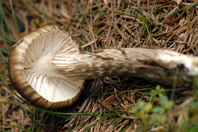 Natternstieliger Schneckling – Hygrophorus olivaceoalbus