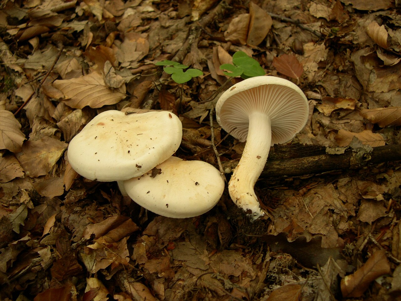 Suha polževka – Hygrophorus penarius