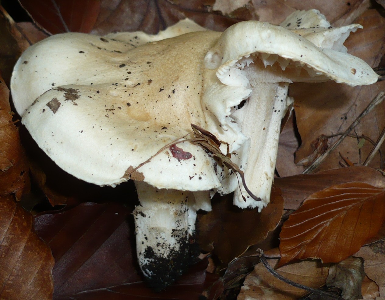 Duftender Schneckling – Hygrophorus poetarum